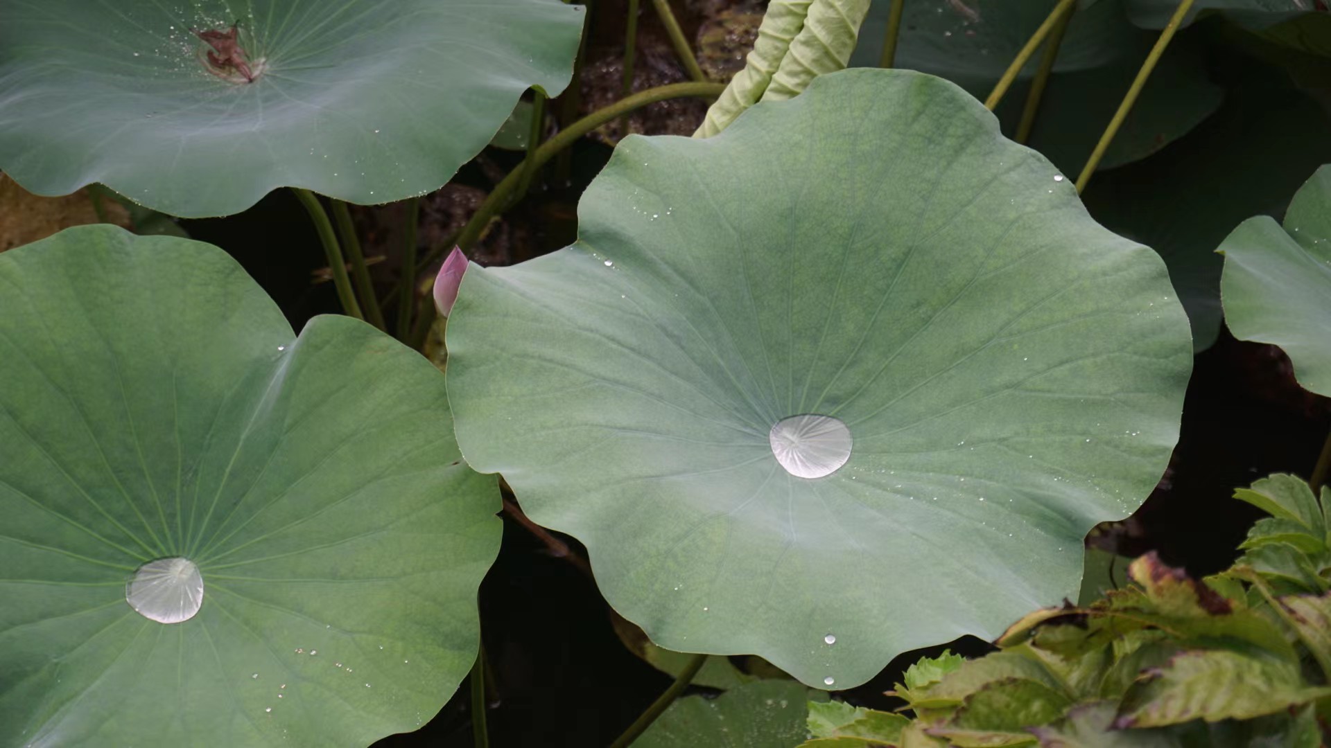 荷花