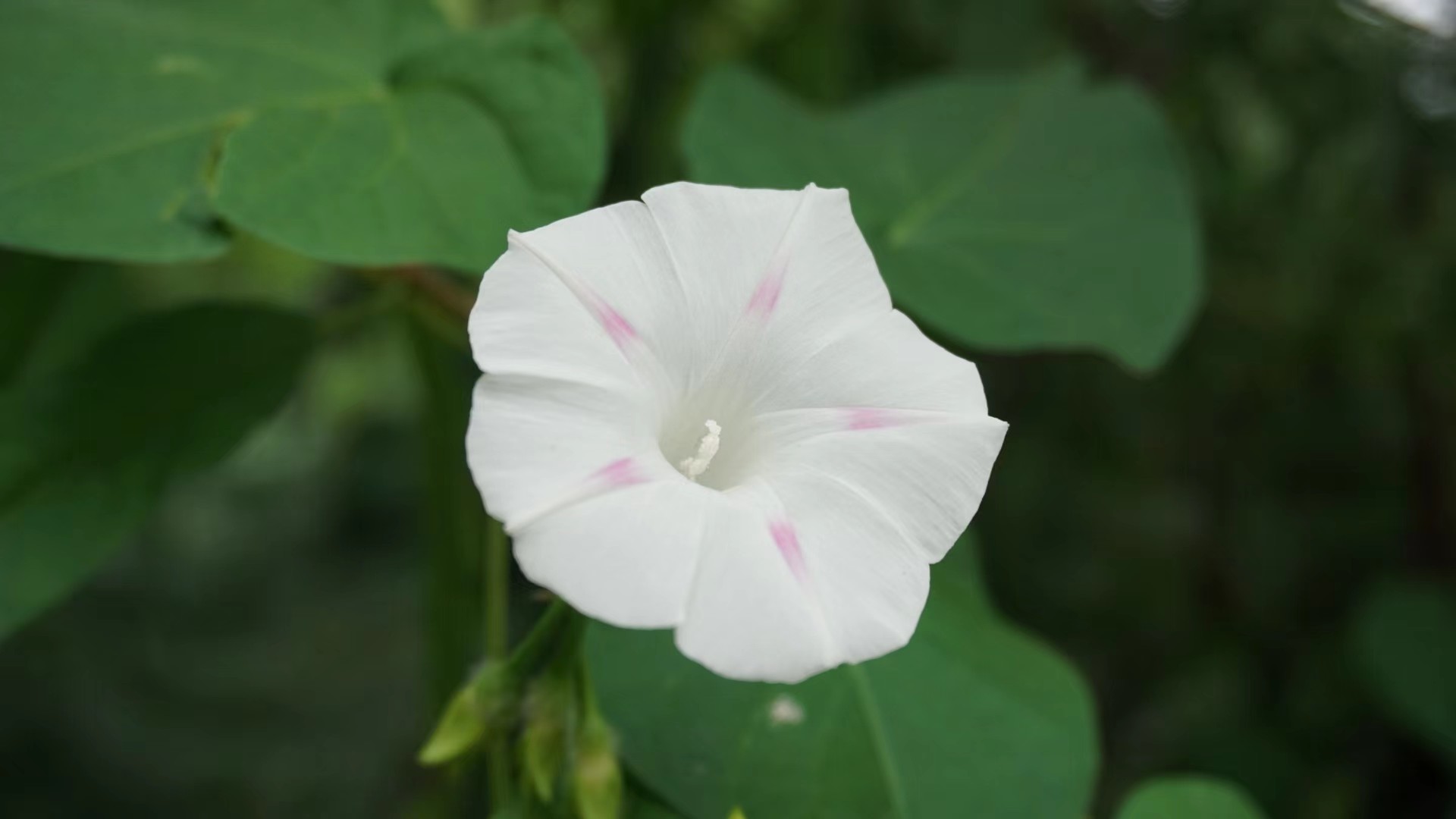 牵牛花