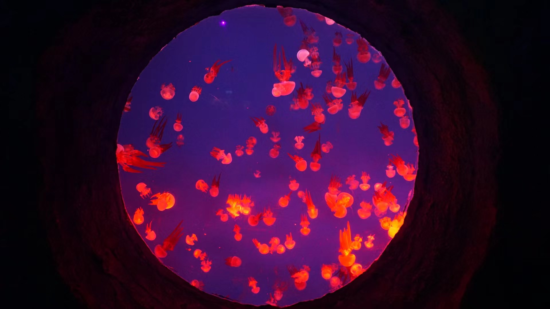 水母