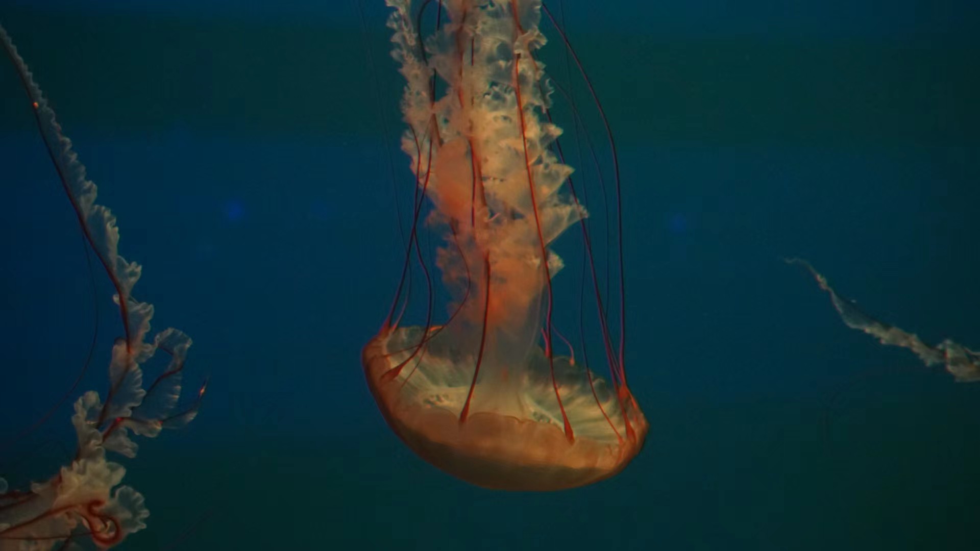 水母