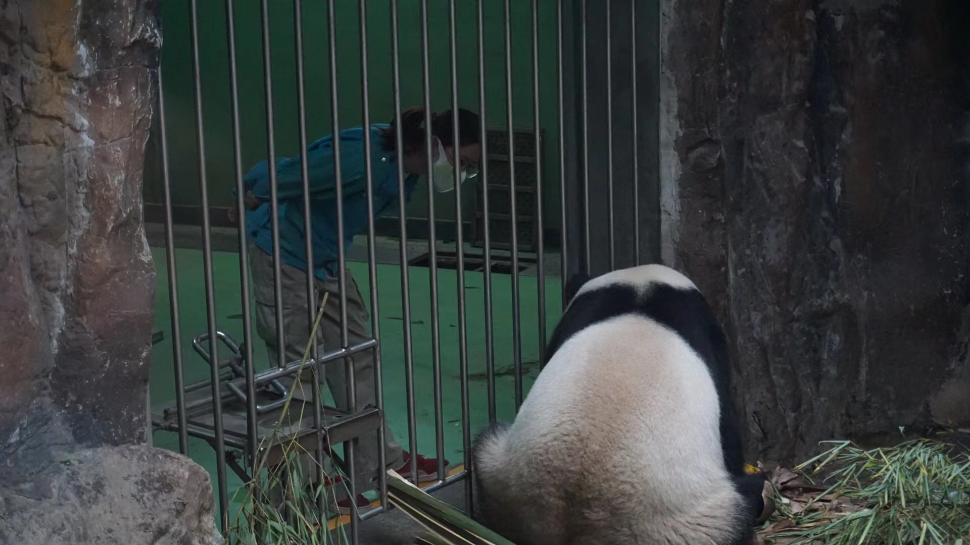 熊猫