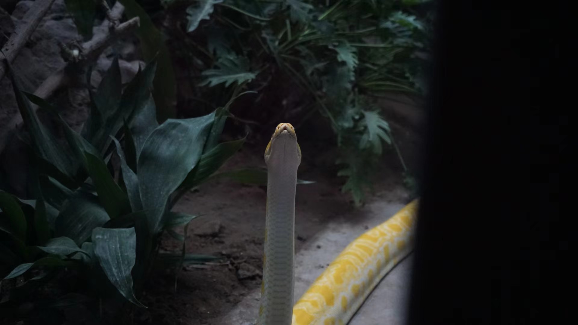 蛇