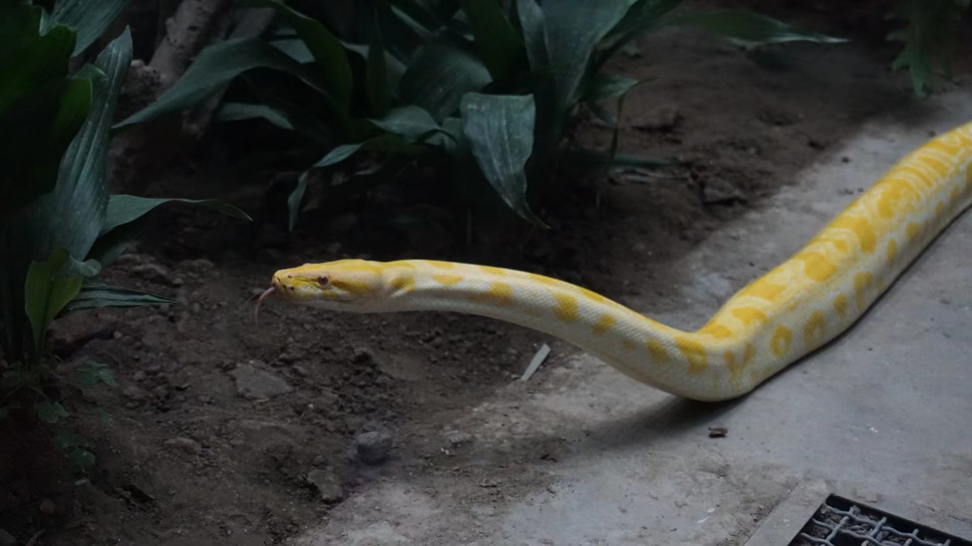 蛇