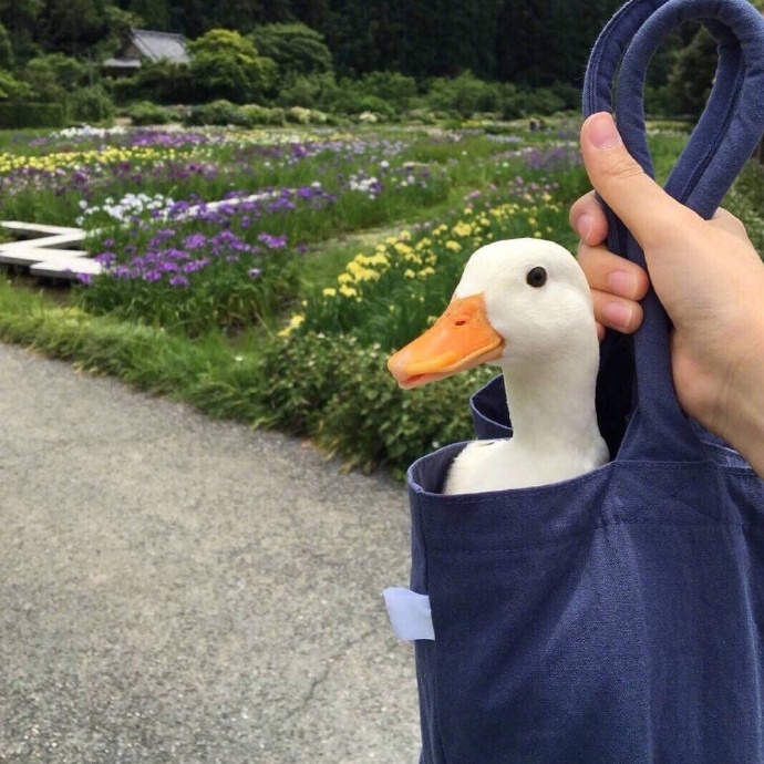 vue2之侦听器的简单使用